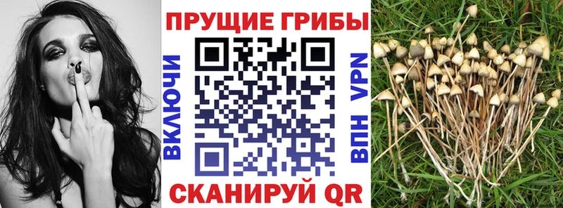 Псилоцибиновые грибы прущие грибы Полысаево