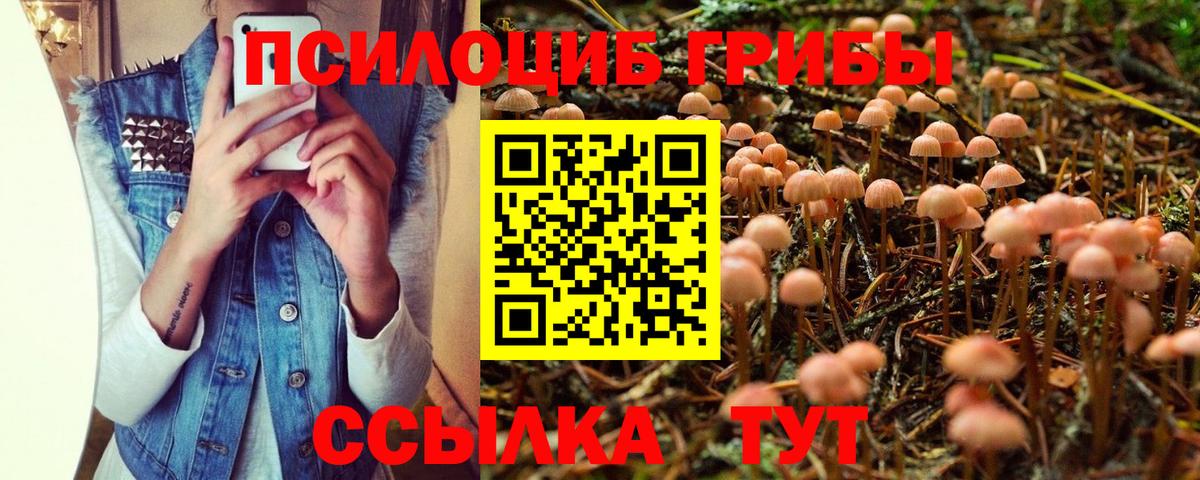 Галлюциногенные грибы Psilocybine cubensis Полысаево